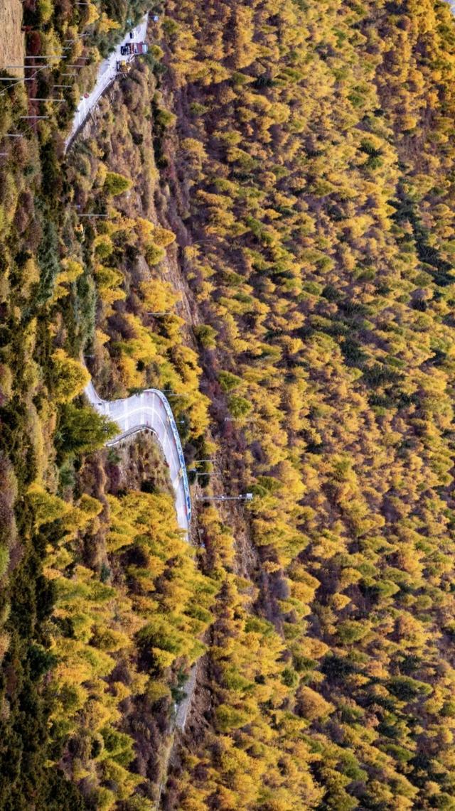 听说放秋假了？新都桥这波秋日余温太美了