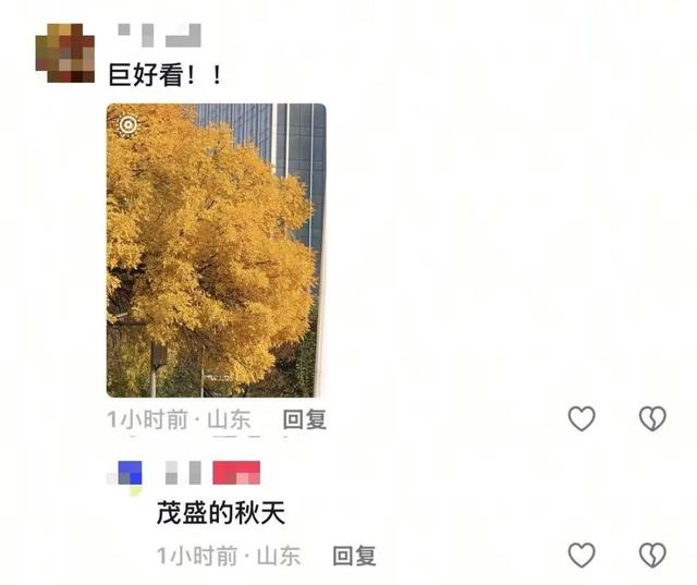 漫步日照之秋 | ① 巨好看！山东路的一颗秋天！