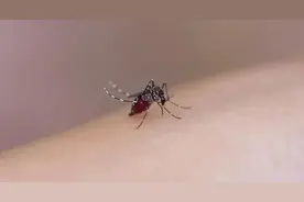 今年武汉蚊子比以往多？疾控专家回应图片