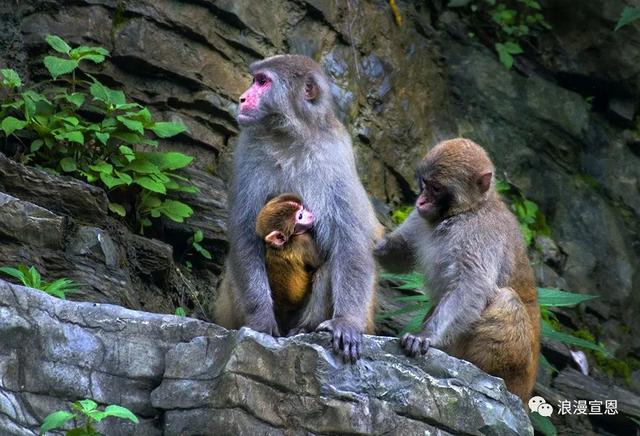 从宣恩走向世界：狮子关“圈粉”海外