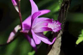 大家｜争如我解花语图片
