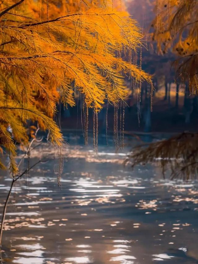 街头大量出现！常州人都已经捡上了