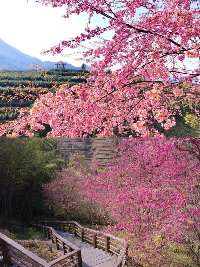 漳州的樱花，开啦！！！