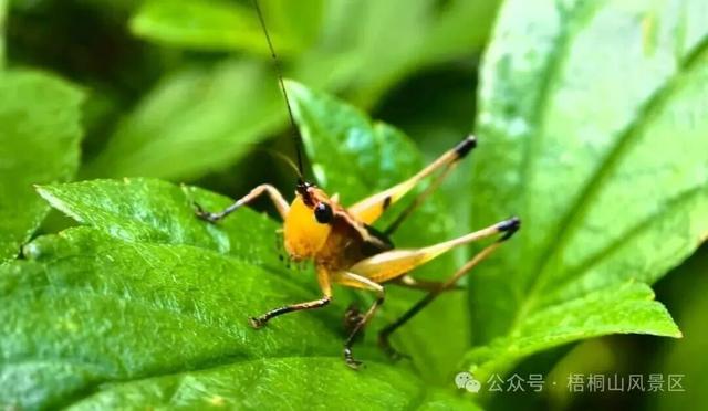 欢迎来到疯狂动物城·罗湖分城