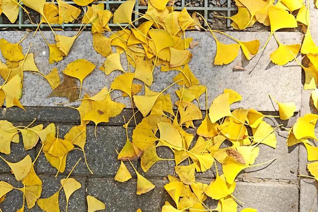 秋日“落叶缓扫”藏诗意，淄博人的周末很美妙