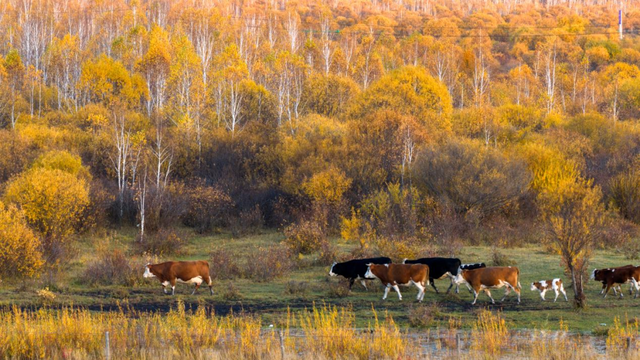 这些地方的红叶，为什么还不红？