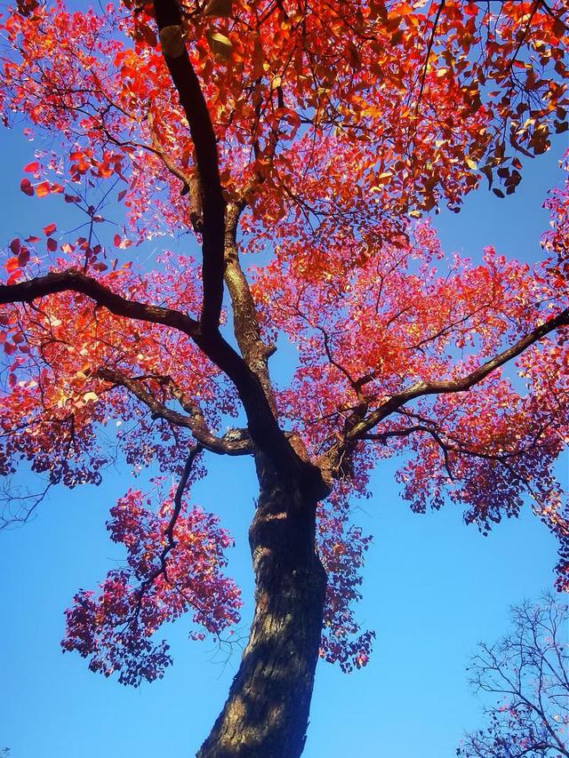 晚潮｜乌桕染秋路　霜叶读杭城
