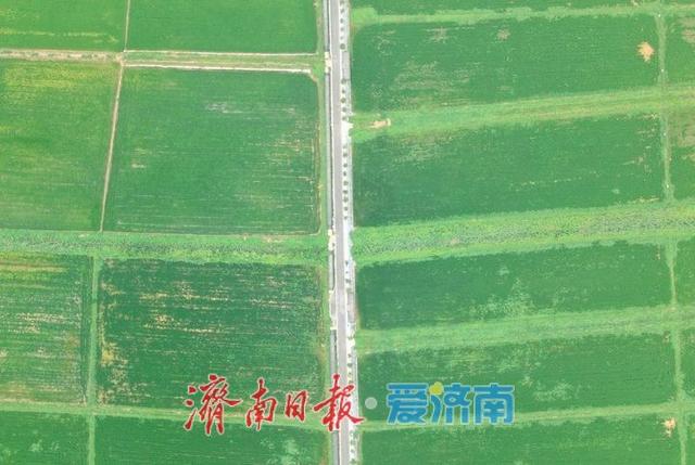 一年四季 泉在济南丨济西稻浪映秋色，席家庄田园画卷正浓