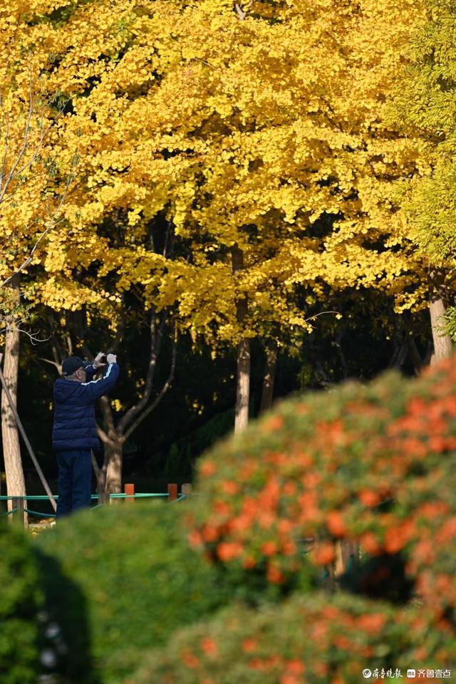 泉城公园绘秋日盛景，市民游客打卡忙