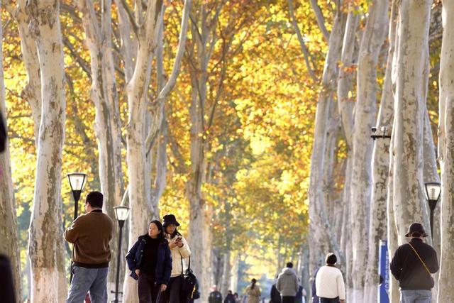 治愈！走进武汉这片金色童话，捧起落叶当花撒