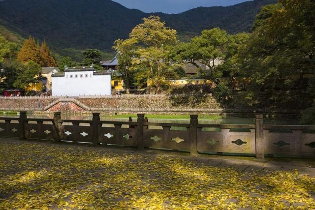 金黄染江南！浙江6大银杏秘境，藏着最温柔的初冬