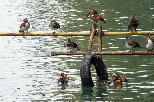 秋日的北海公园，一池成双的鸳鸯