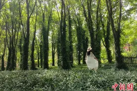 “绿野仙踪”跃入现实！石家庄一公园现小叶扶芳藤秘境图片