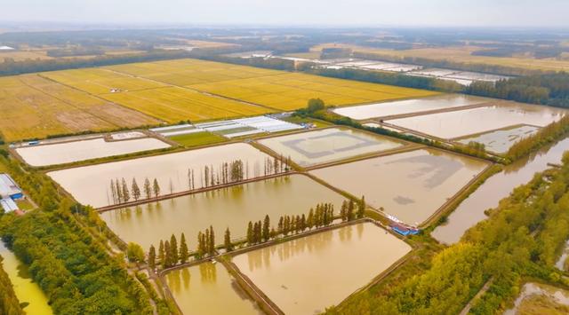 美哭！扬州稻田绝美秋景别错过～