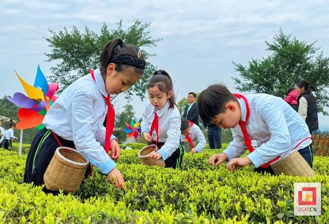 春天就要上茶山！来荣县，饮一口最早的春日鲜醇