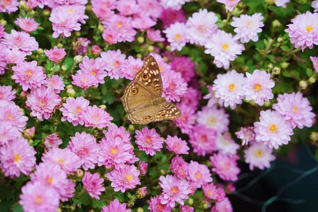 门票免费送！里水百亩花海上新！拍照遛娃圣地→