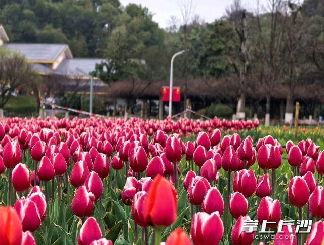 赴一场限定春日浪漫，长沙园林生态园春季花卉艺术节3月7日启幕