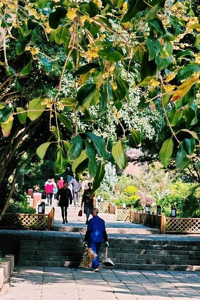 盼了好久的桂花，终于开了！