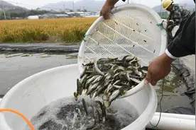 很多人爱吃！建德这里的河鲜陆续开捕！今年已经卖出3000多斤……图片