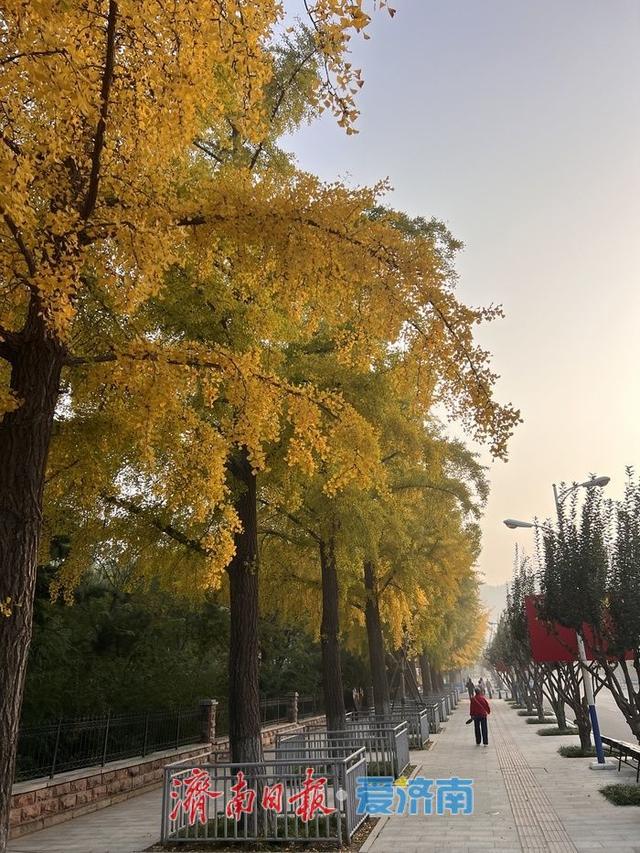一年四季 泉在济南丨英雄山银杏大道披“金装”