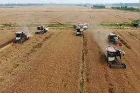 小麦抢收与烘干同步进行  临沂烘干机“下田”护航小麦颗粒归仓图片