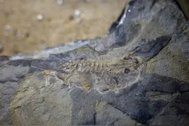 科学家发现最古老蝌蚪化石图片