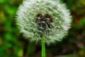 蒲公英长出毛绒绒的“小白球”图片