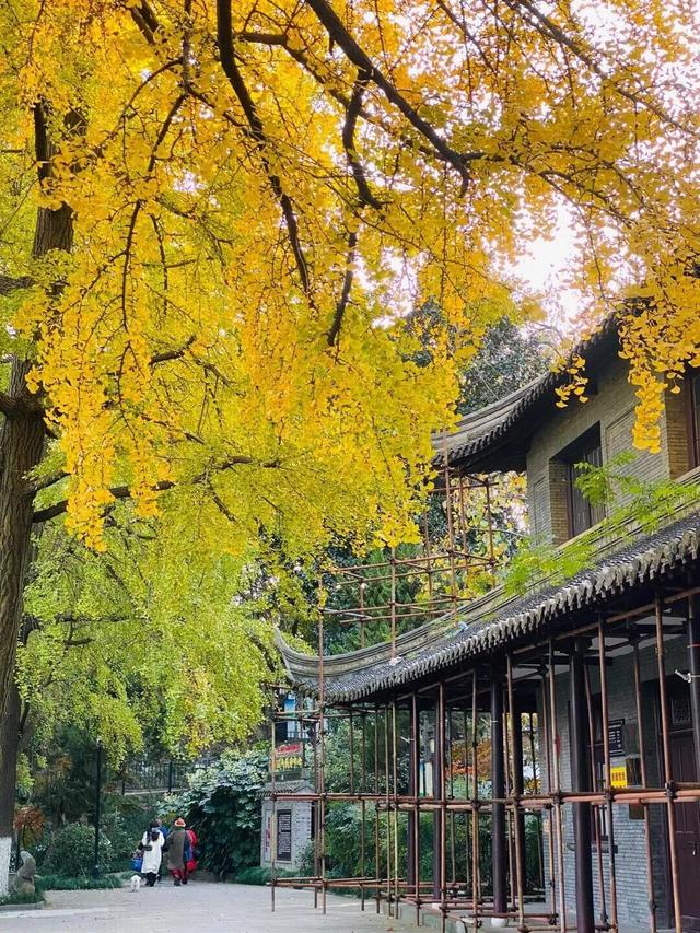 秋日限定“双骄”：从赏到玩转的完整攻略！