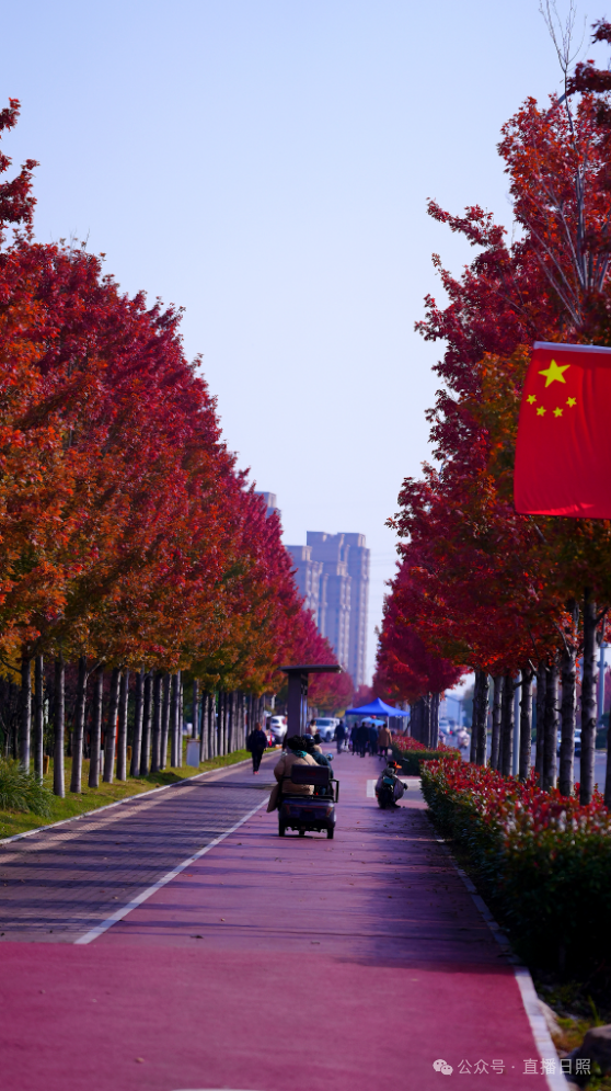 日照这条路！美得燃起来了！