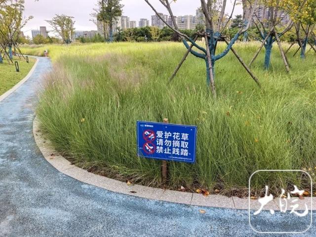可赏不可踩！粉黛乱子草又盛开 六安一公园加强管护