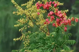 栾树花开，流金溢彩图片