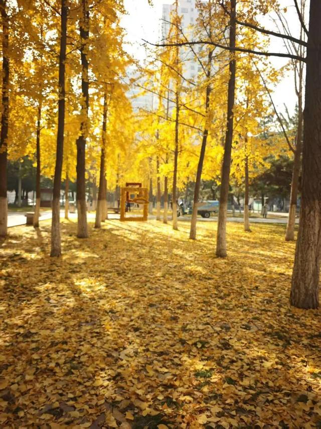 落叶变“宝藏”！临沂这些地点免费打卡
