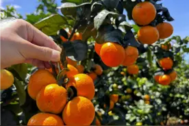 巴渝良种系列报道⑤|金秋砂糖桔：国内自主研发 大面积推广催生百亿级市场图片