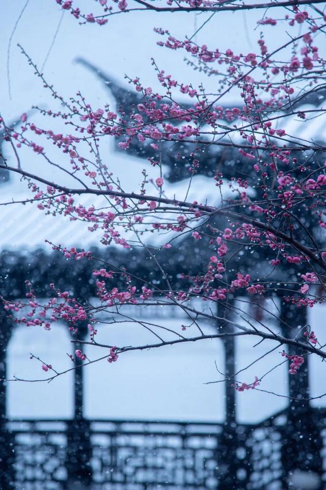 莫愁湖的四时美景，你见过多少？