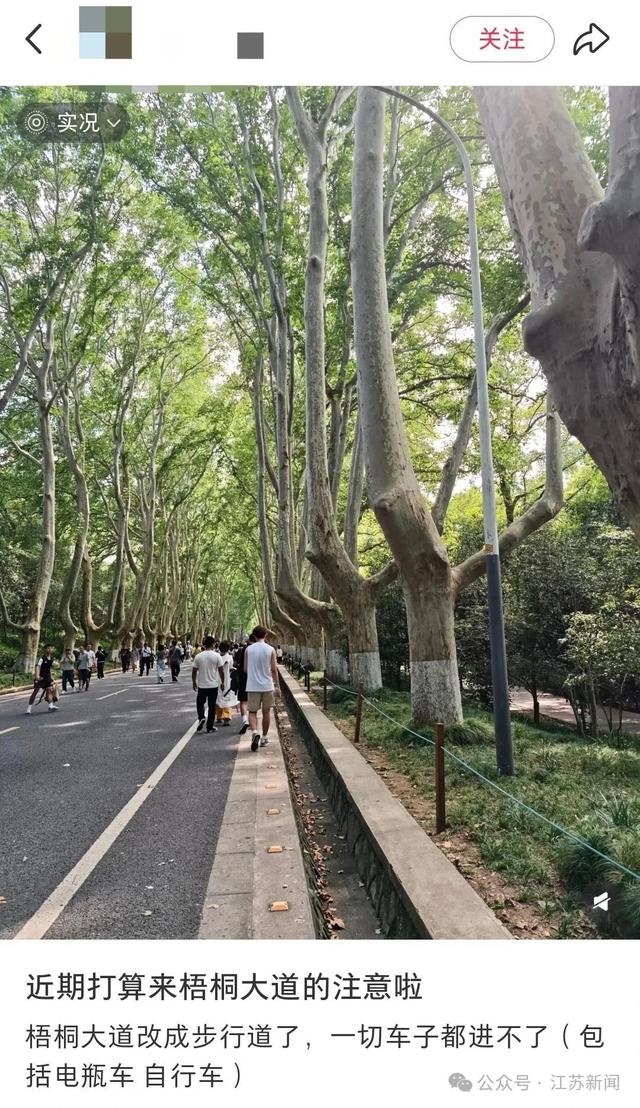 南京梧桐大道仅限行人通行？交警回应