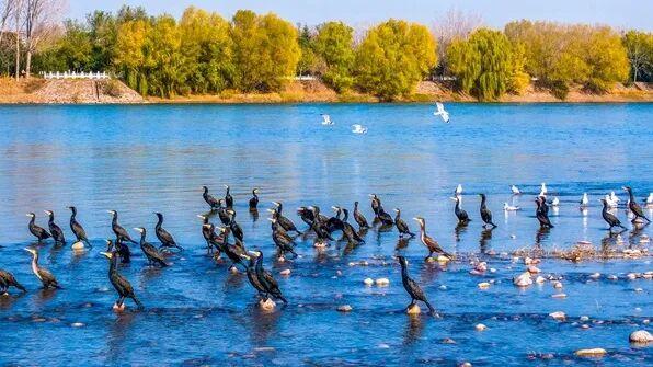 听劝，冬天在洛阳，就要这么玩！
