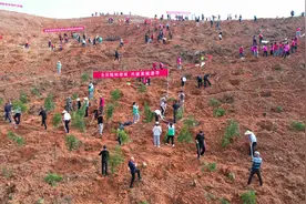 漳平市领导参加义务植树活动图片