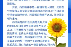 钦州科普日历丨向日葵为什么会向着太阳？图片