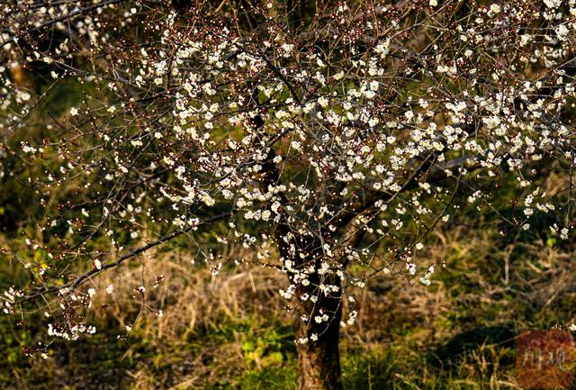 C视觉︱速来 大邑雁鹅村3000亩青梅花海已上线