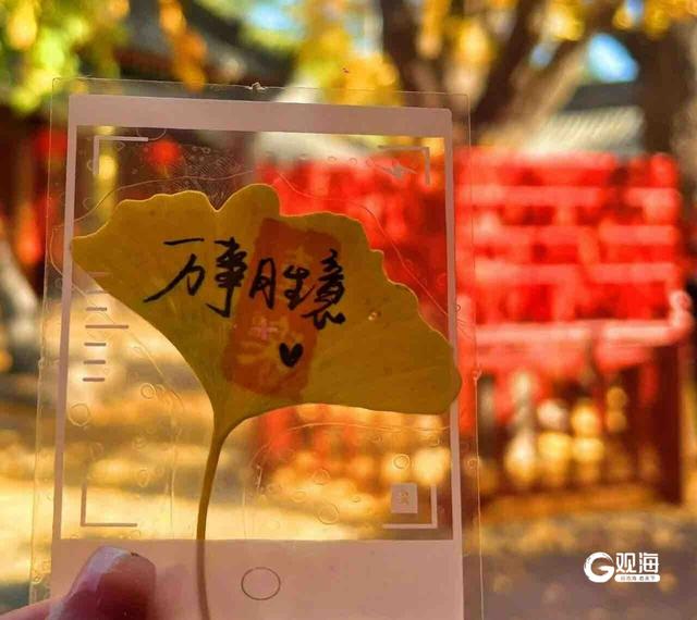 金秋“杏”运至！青岛市城市文化遗产保护中心“银杏季”主题活动开启