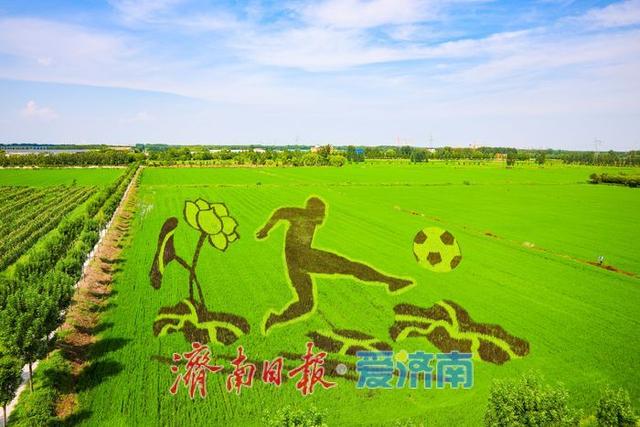 一年四季 泉在济南丨苌家庄稻田画扮靓泉城初秋画卷