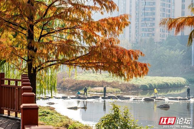 穿过林影与水光，走进长沙圭塘河的暖冬图景