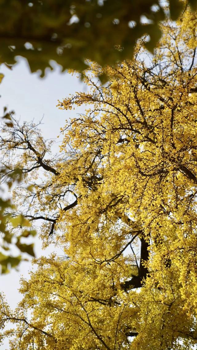 上千人蜂拥而至，杭州一棵树火遍全网！有人一大早开车赶过来：太值了