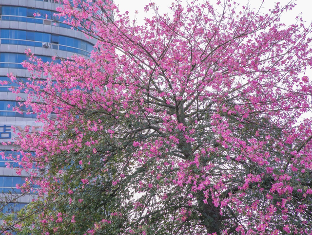 一抬头就沦陷！此刻，南宁正在疯狂涨“粉”