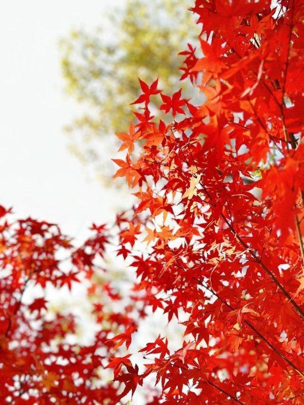 武汉各大公园“霜叶红于二月花”，市民赏枫要趁早