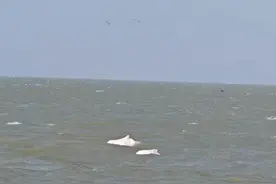 暖心护航！汕头南澳海警执法员偶遇中华白海豚结伴“春游”图片