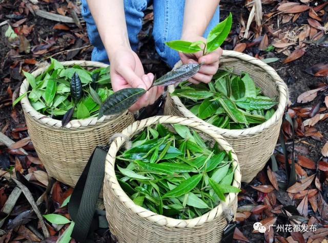 央视大片《珠江》里的花都③：珠江畔的生态诗篇