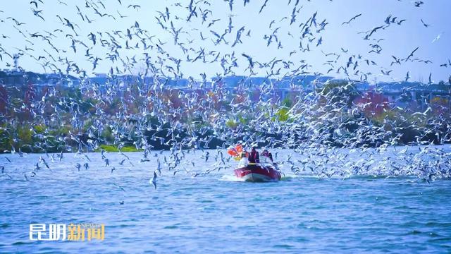 海埂大坝：延续“春节热度” 错峰观鸥正当时