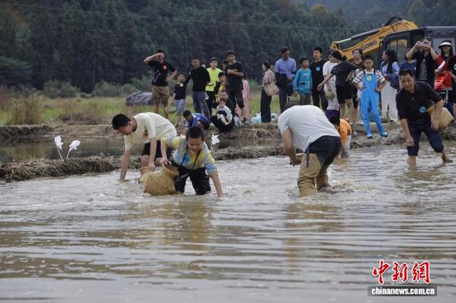 摸鱼割稻拍大片 闽北农耕游玩转乡土乐趣
