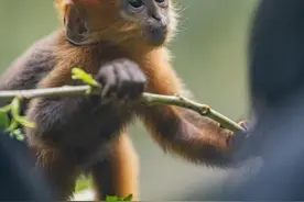 ​头顶一簇小金毛，珍稀动物黑叶猴幼崽萌翻了！图片